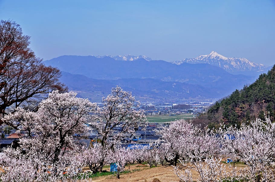 anzu no sato, flowers, northern alps, landscape, mountain, nagano prefecture, HD wallpaper