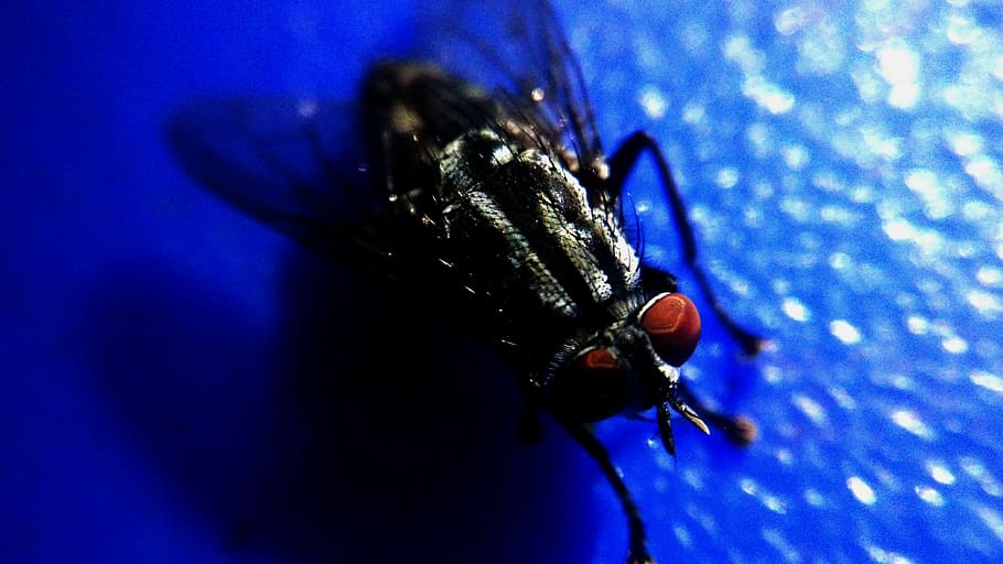 fly, macro, macro photography, invertebrate, insect, animal themes HD wallpaper
