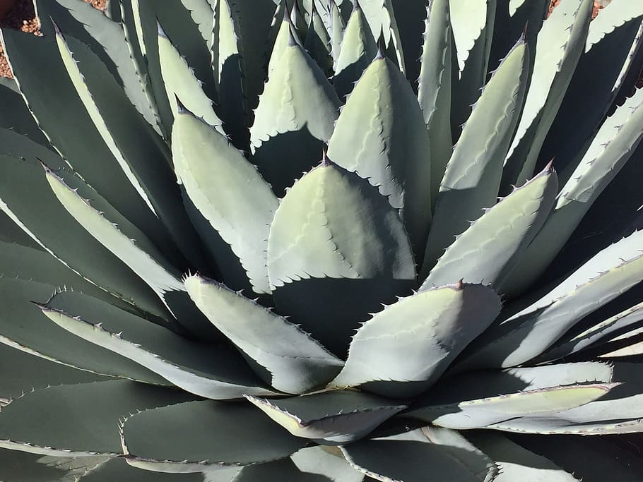 cactus, succulent, agave, aloe, spine, succulent plant, no people HD wallpaper