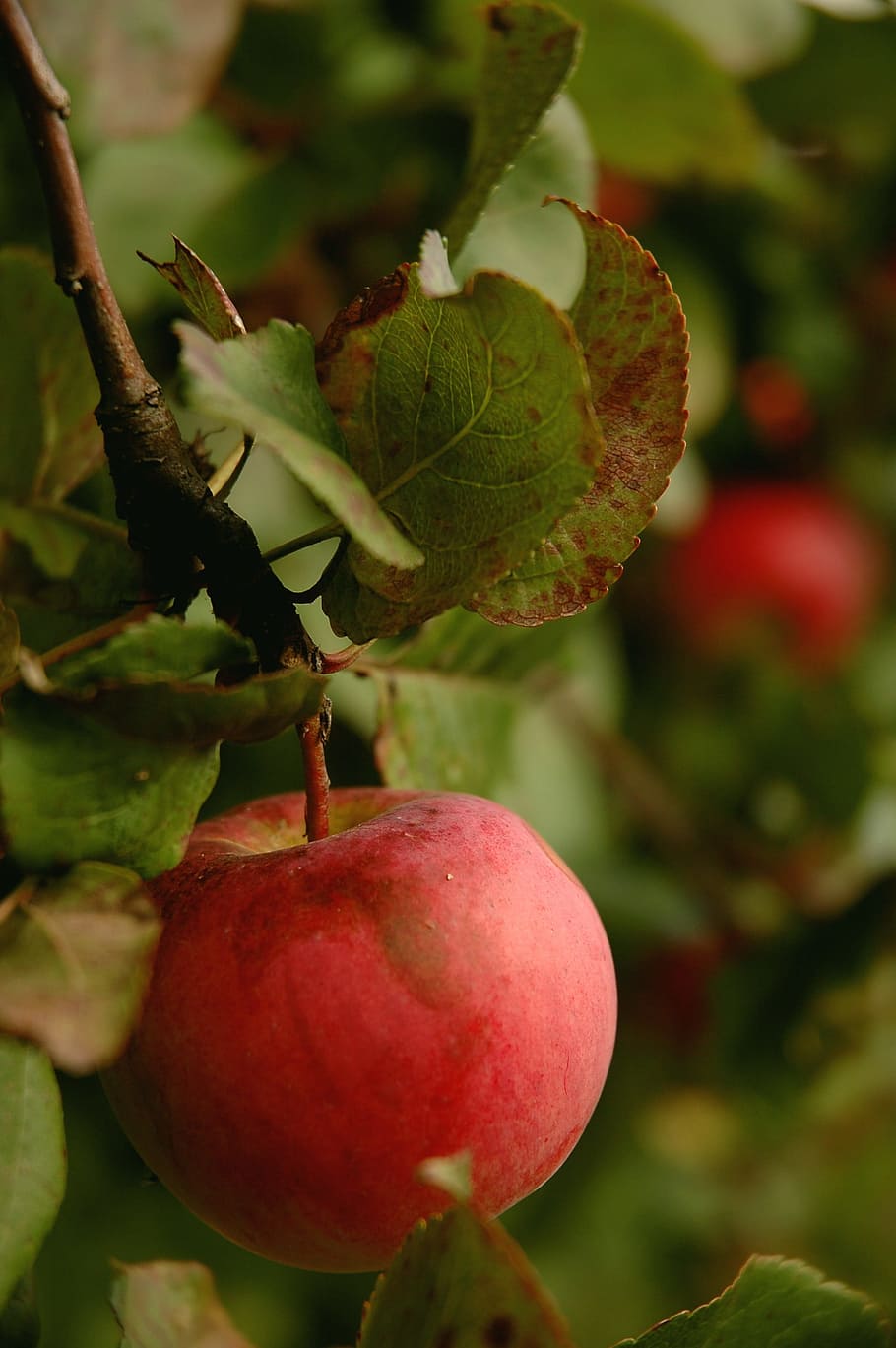 Apple, Tasty, Red, Fruit, Delicious, fresh, healthy, vegetarian HD wallpaper
