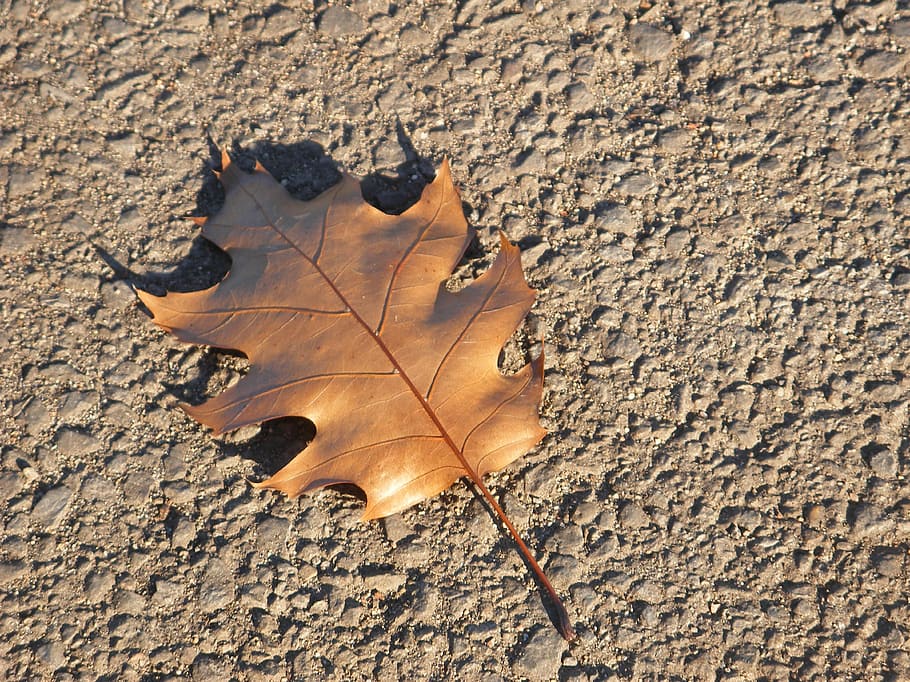 Leaf, Nature, Ground, Environment, Life, plant, real, shape, HD wallpaper