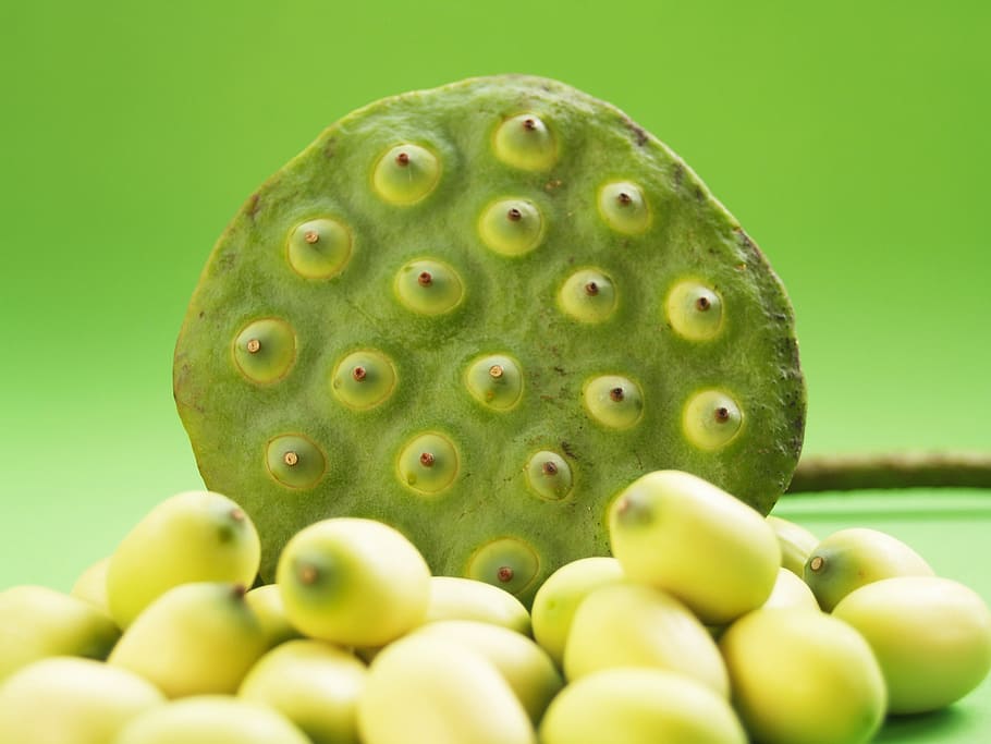 lotus, seed, flower, leaf, pod, indian, closeup, isolated, produce HD wallpaper