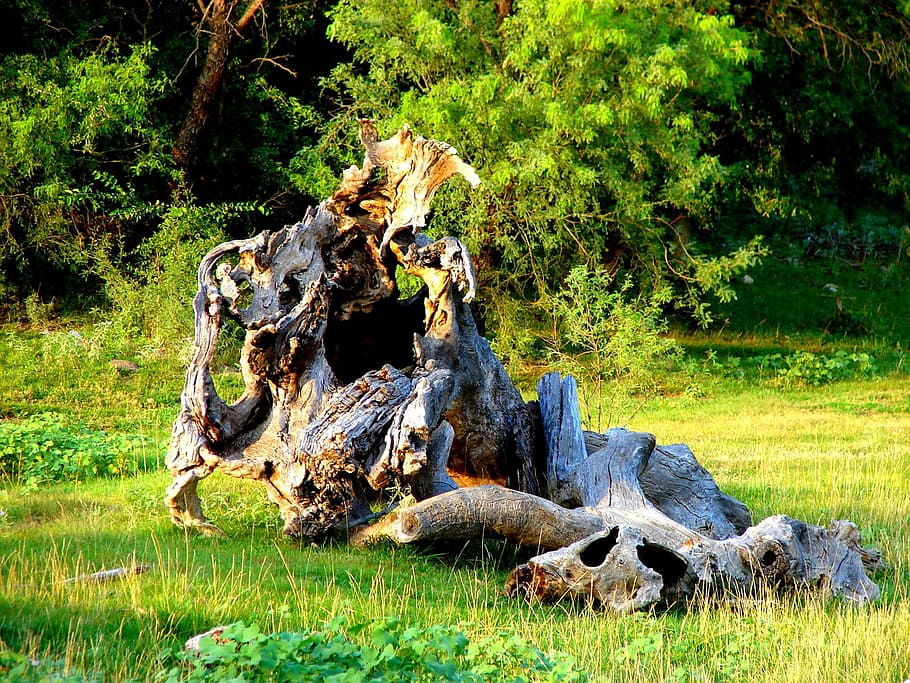Tree, Oak, Fallen, fallen tree, grass, animals in the wild HD wallpaper