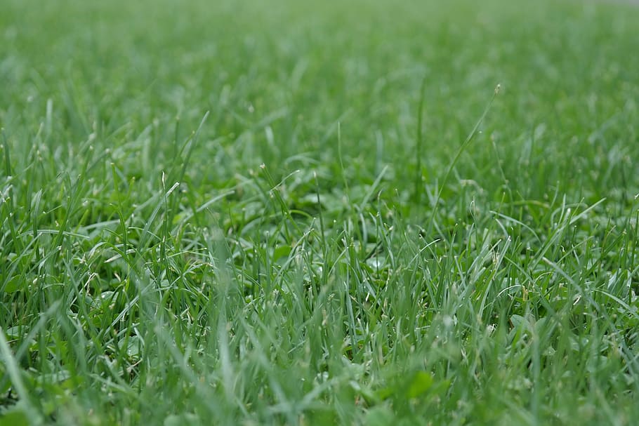 lawn, grass, green, spring, summer, juicy, nature, green Color HD wallpaper
