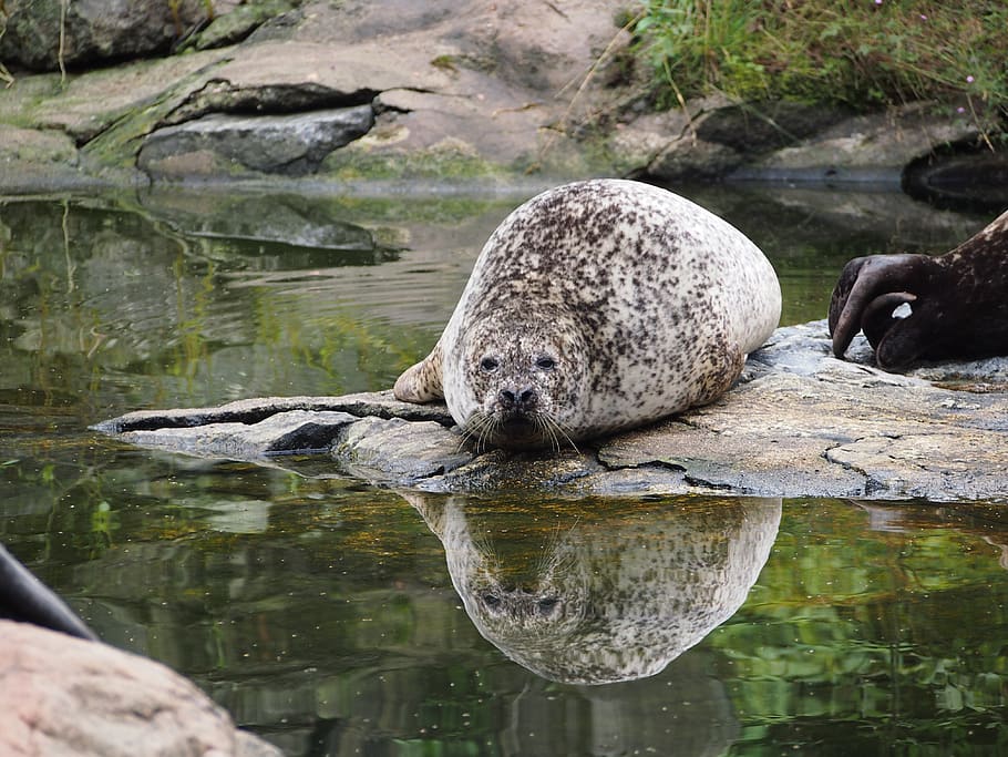 robbe, seal, mirroring, nature, doze, posing, zoo, mammal, lazing around HD wallpaper