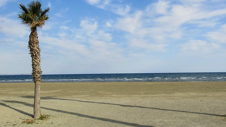 Cyprus, Larnaca, Beach, Palm, Sea, shadows, scenics, horizon over water HD wallpaper