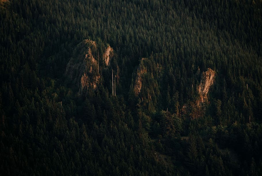 bird's-eye view of trees, aerial photography of green forest HD wallpaper