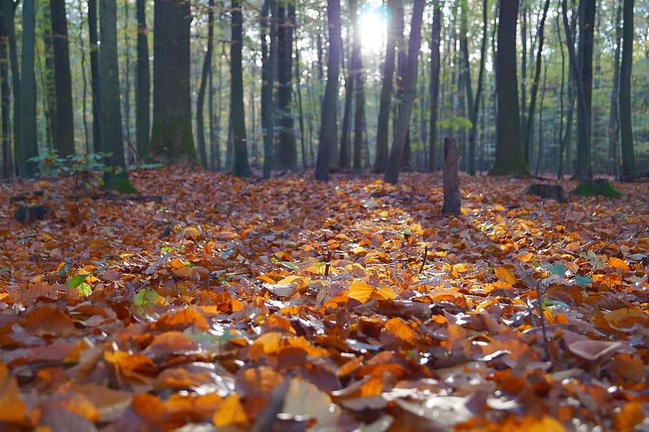 leaves, trees, forest, woods, nature, sunshine, autumn, leaf HD wallpaper