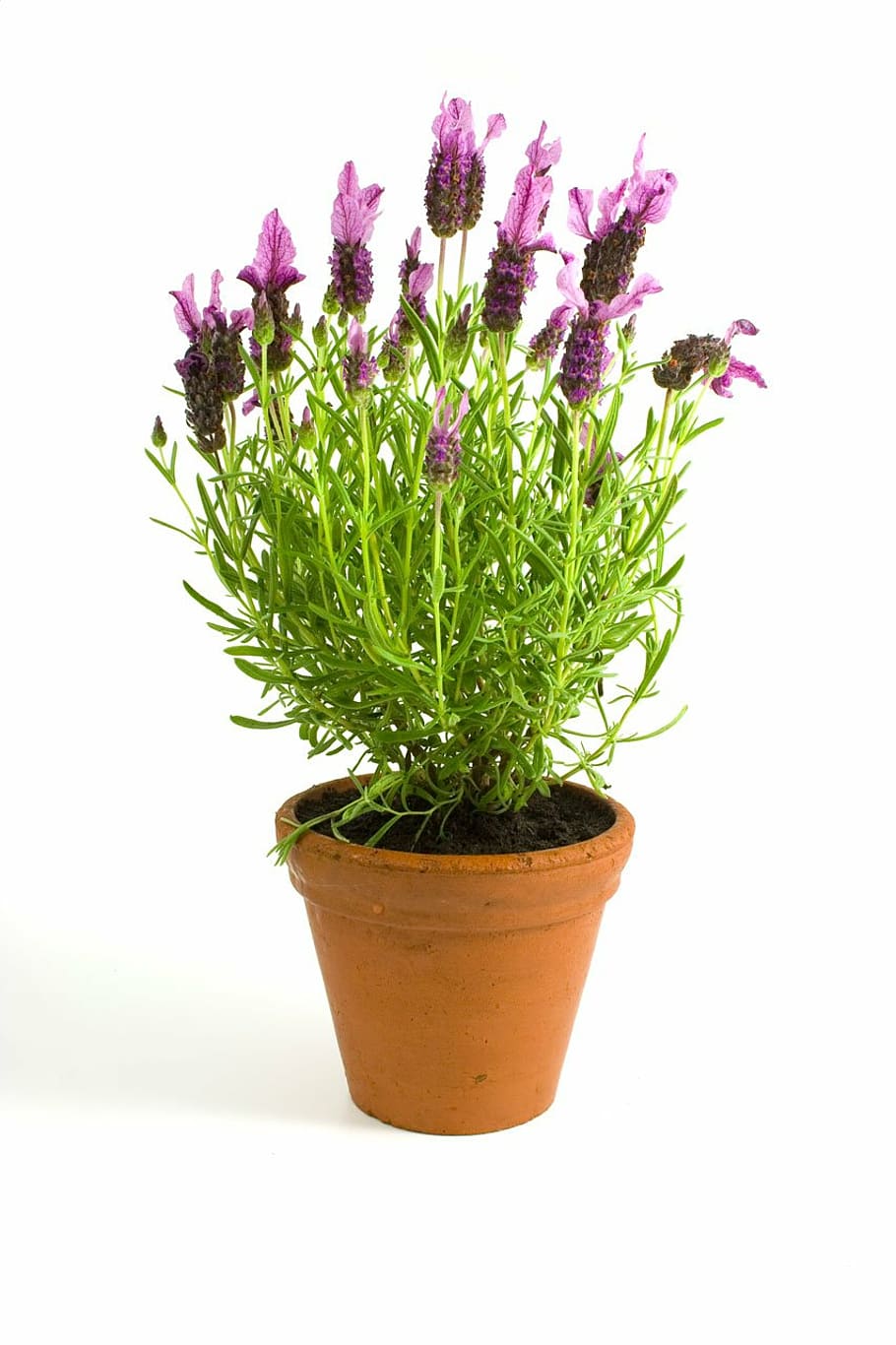 lavender, flower, spring, pot, soil, leaves, white, background HD wallpaper