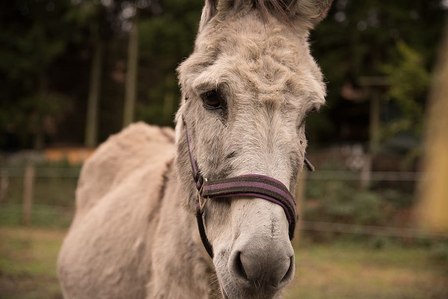 donkey, nature, coupling, animal, meadow, wise donkey, livestock HD wallpaper