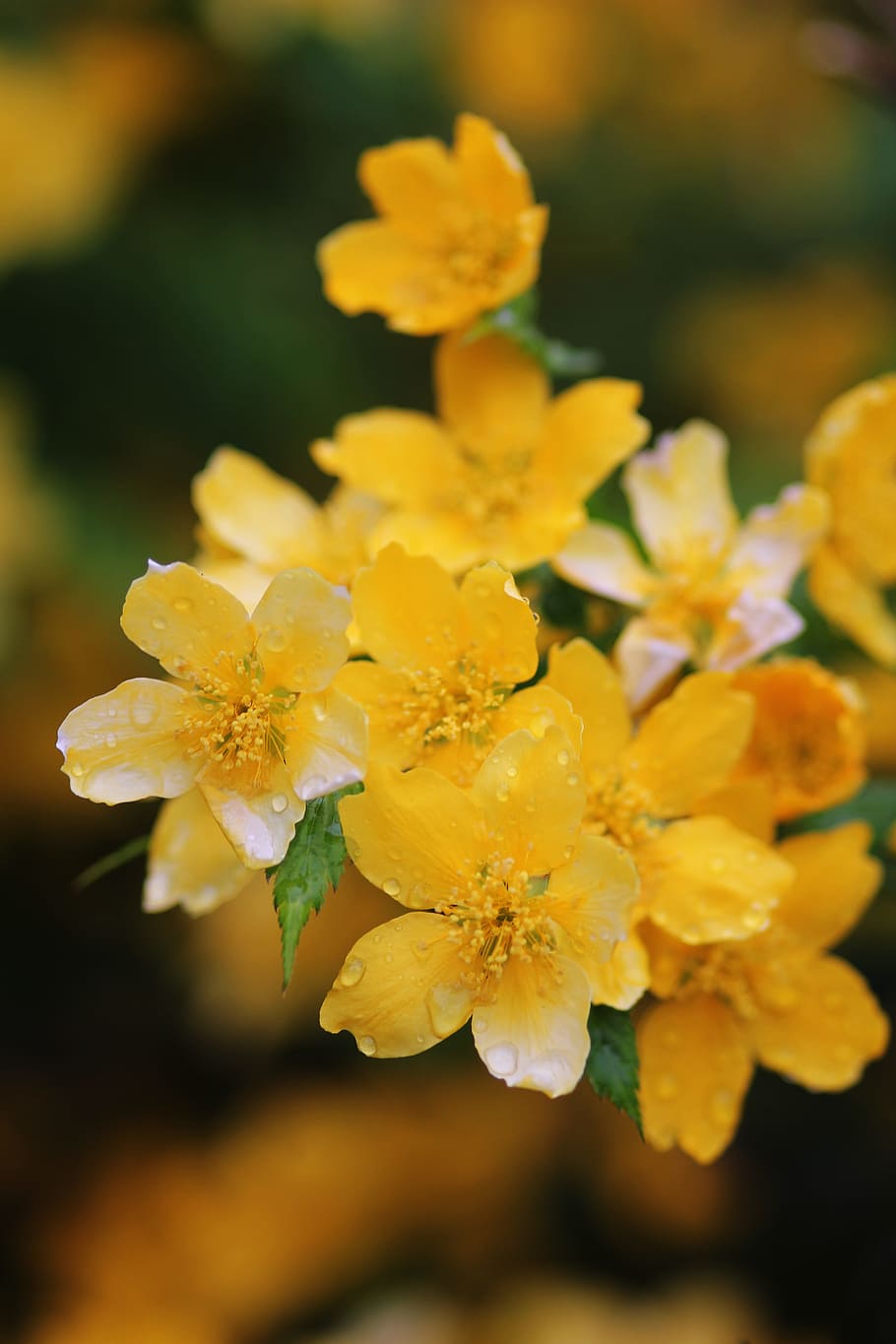 Flowers, Yellow, Nature, Spring, Green, plant, summer, floral HD wallpaper