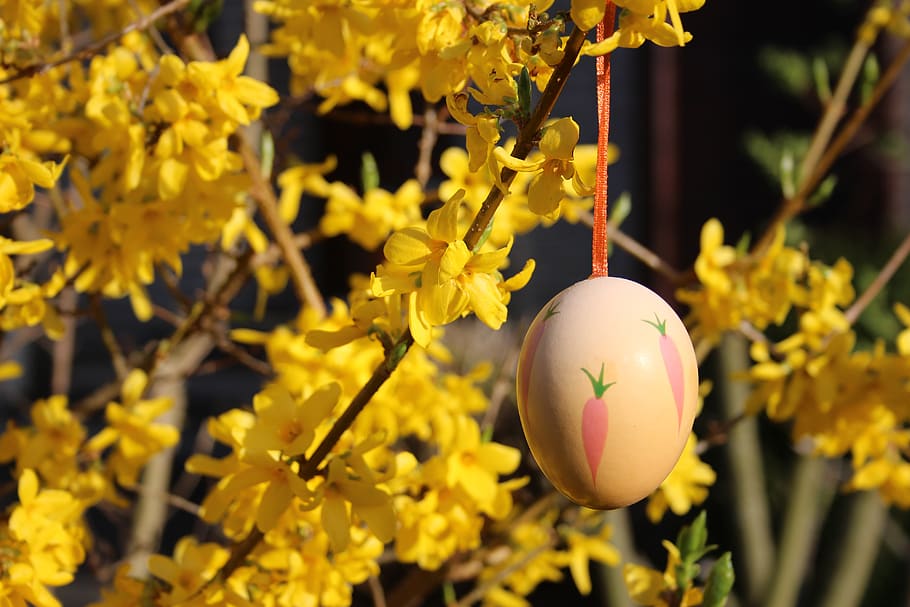 yellow, blossom, bloom, easter, easter egg, garden, jewellery HD wallpaper