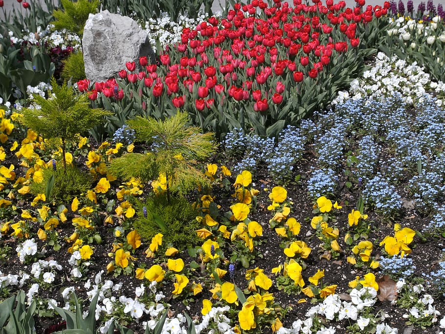 Flower Bed, Discounts, flowers, color, nature, yellow, plant, HD wallpaper