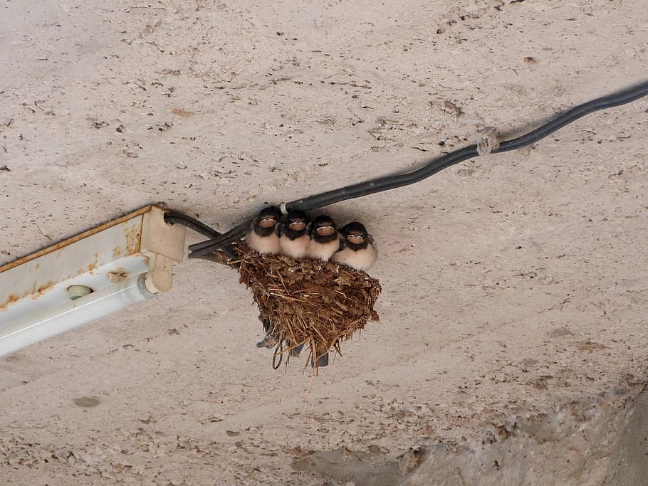 Swallows, Bird, Nest, Ceiling, Cute, aves, fauna, avifauna HD wallpaper
