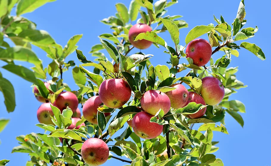 red apple fruit plant under blue sky, apple tree, apple orchard HD wallpaper