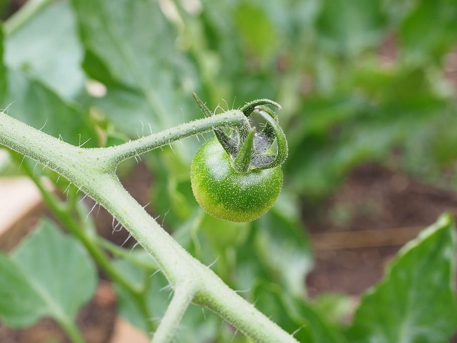 Tomato, Green, Vegetables, Immature, nachtschattengewächs HD wallpaper