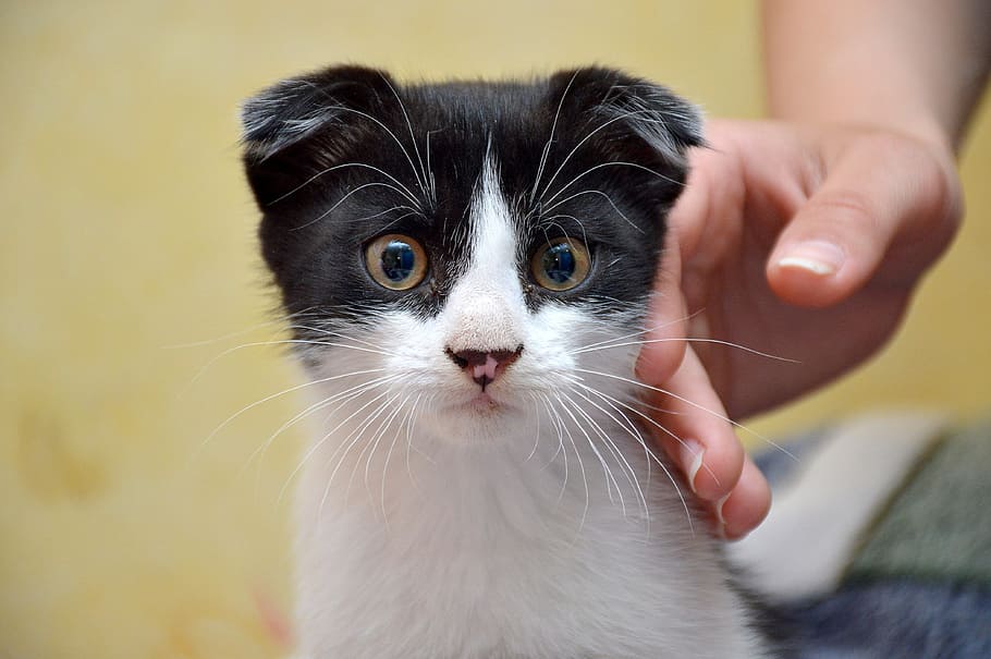 selective focus photography of white and black cat, fold, krupnyj plan HD wallpaper