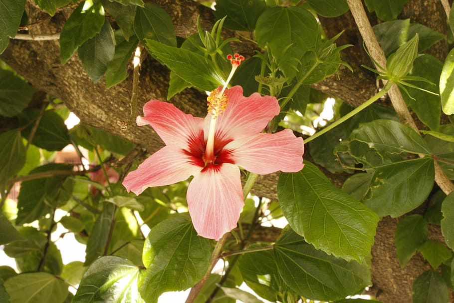 Flower, Tree, Spring, flowers, pink color, day, leaf, no people HD wallpaper