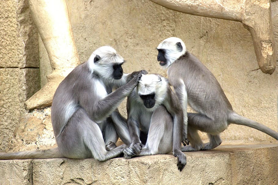 animal photography of three primates, green monkeys, old world monkey, HD wallpaper