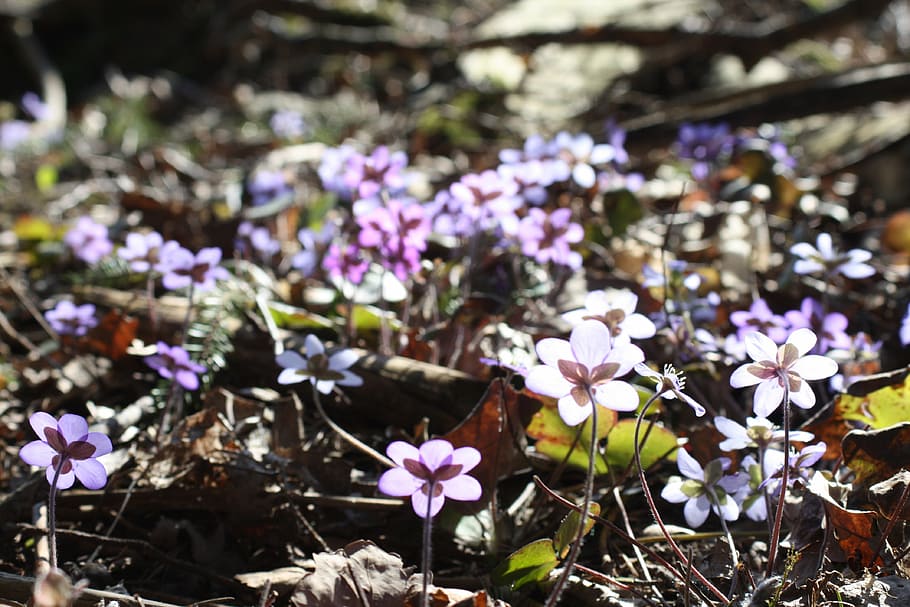 hepatica, plant, flower, spring, spring plant, flowering plant HD wallpaper