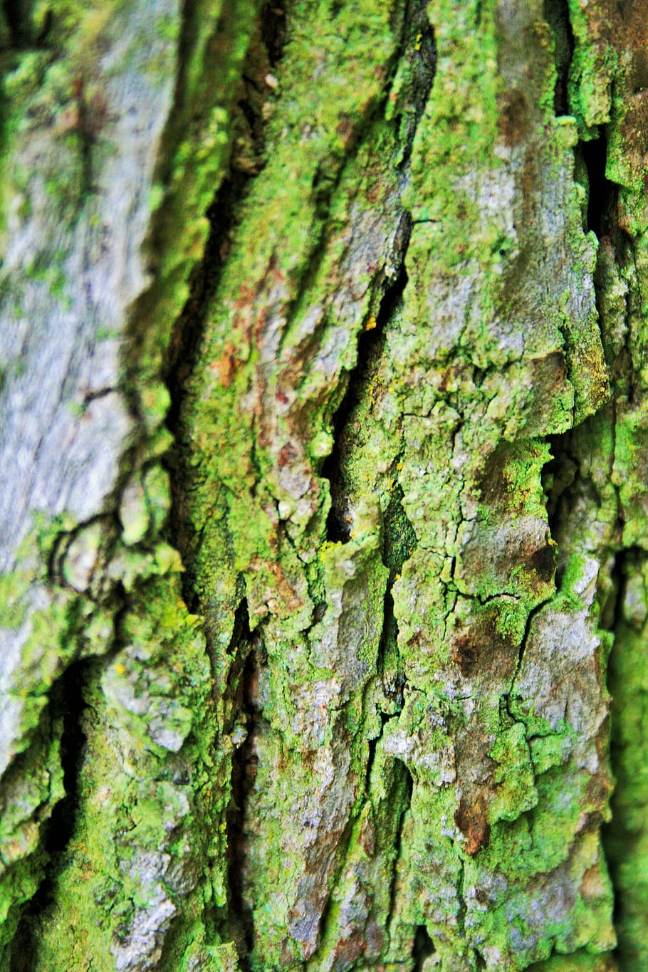 tree bark, trunk, rough, textured, cracks, crevices, moss, green HD wallpaper