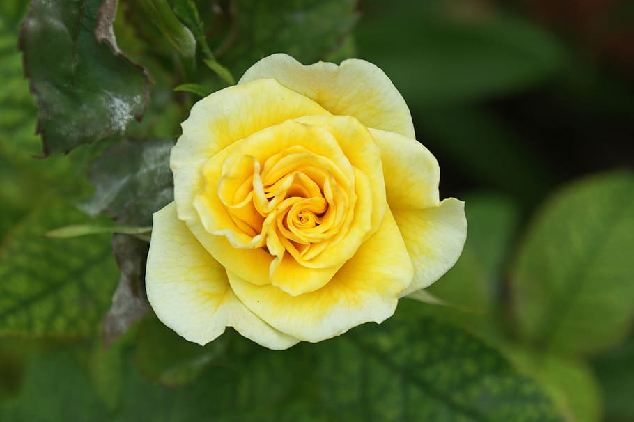 rose, yellow, spring, flower, love, nature, floral, romantic HD wallpaper