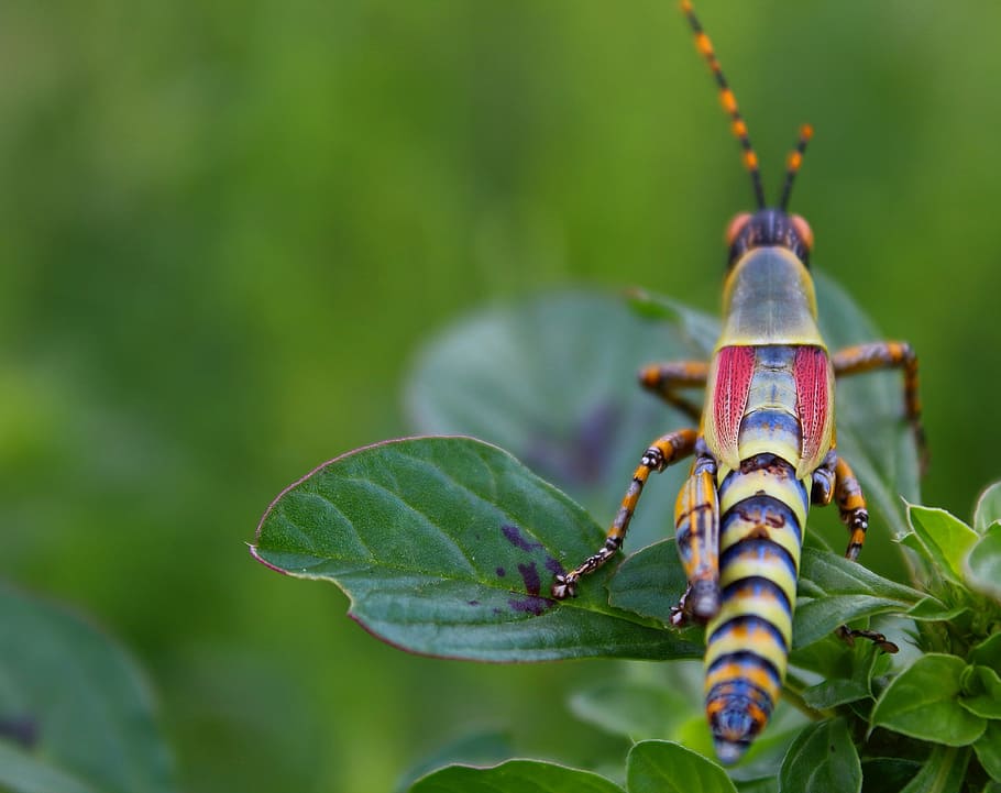 locust, grasshopper, insect, green color, leaf, invertebrate HD wallpaper