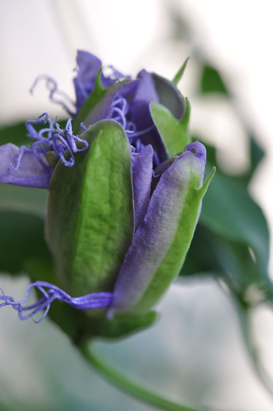 Violet, Flower, Views, purple, freshness, vegetable, close-up HD wallpaper