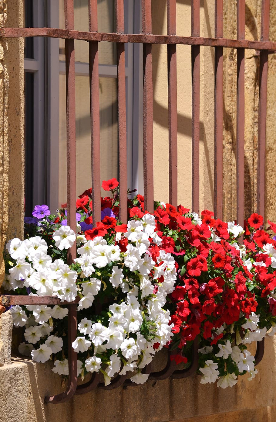 flower, windows, railing, flowering plant, freshness, fragility HD wallpaper