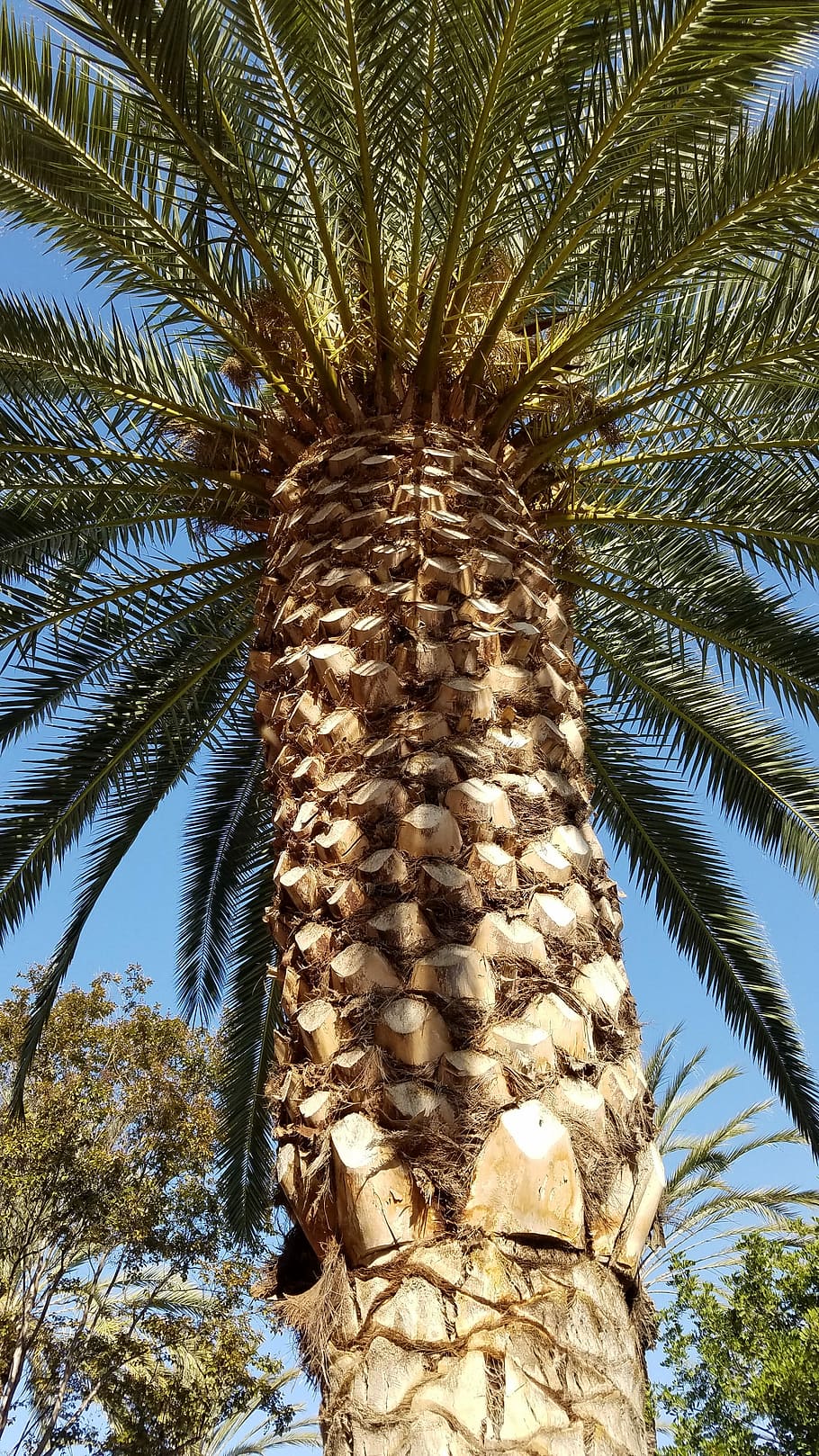 Palm, Tree, Frond, Bark, Tropical, palm tree, low angle view HD wallpaper