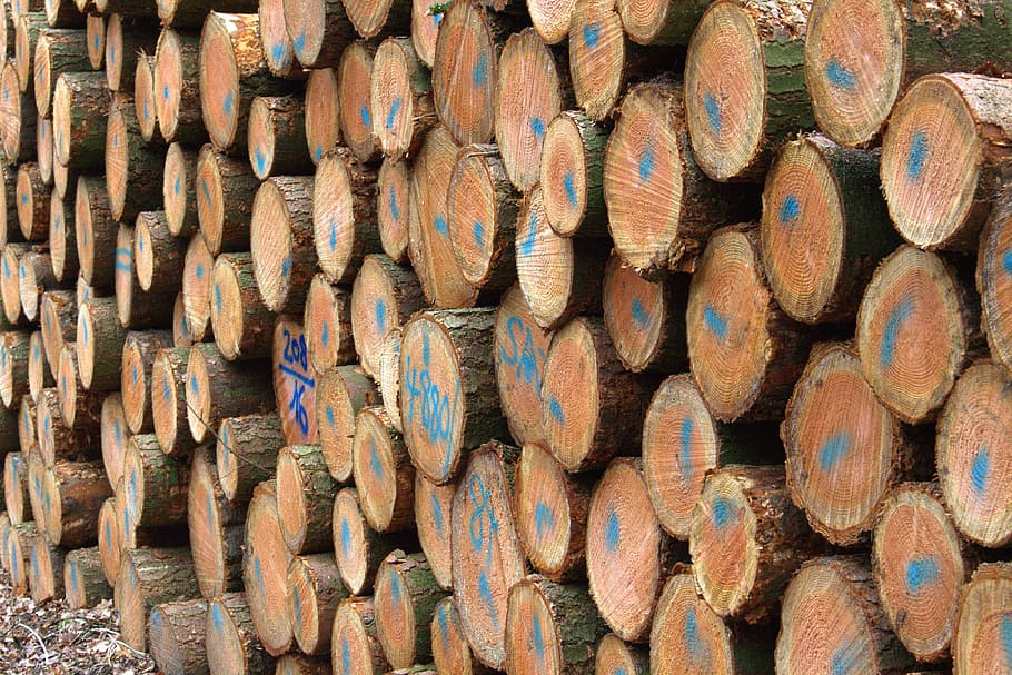 Spar, Forestry, Tree Trunks, holzstapel, full frame, large group of objects HD wallpaper
