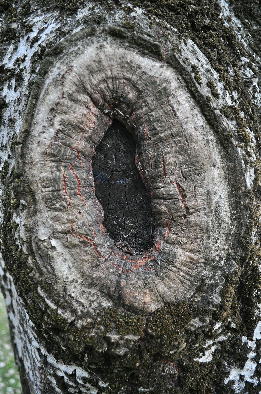 node, wood, nature, trees, trunk, forest, old tree, flying HD wallpaper