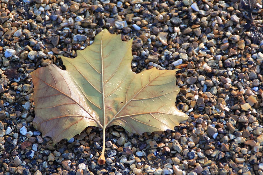 leaf, beach, shingle, pebbles, summer, tropical, nature, sea HD wallpaper