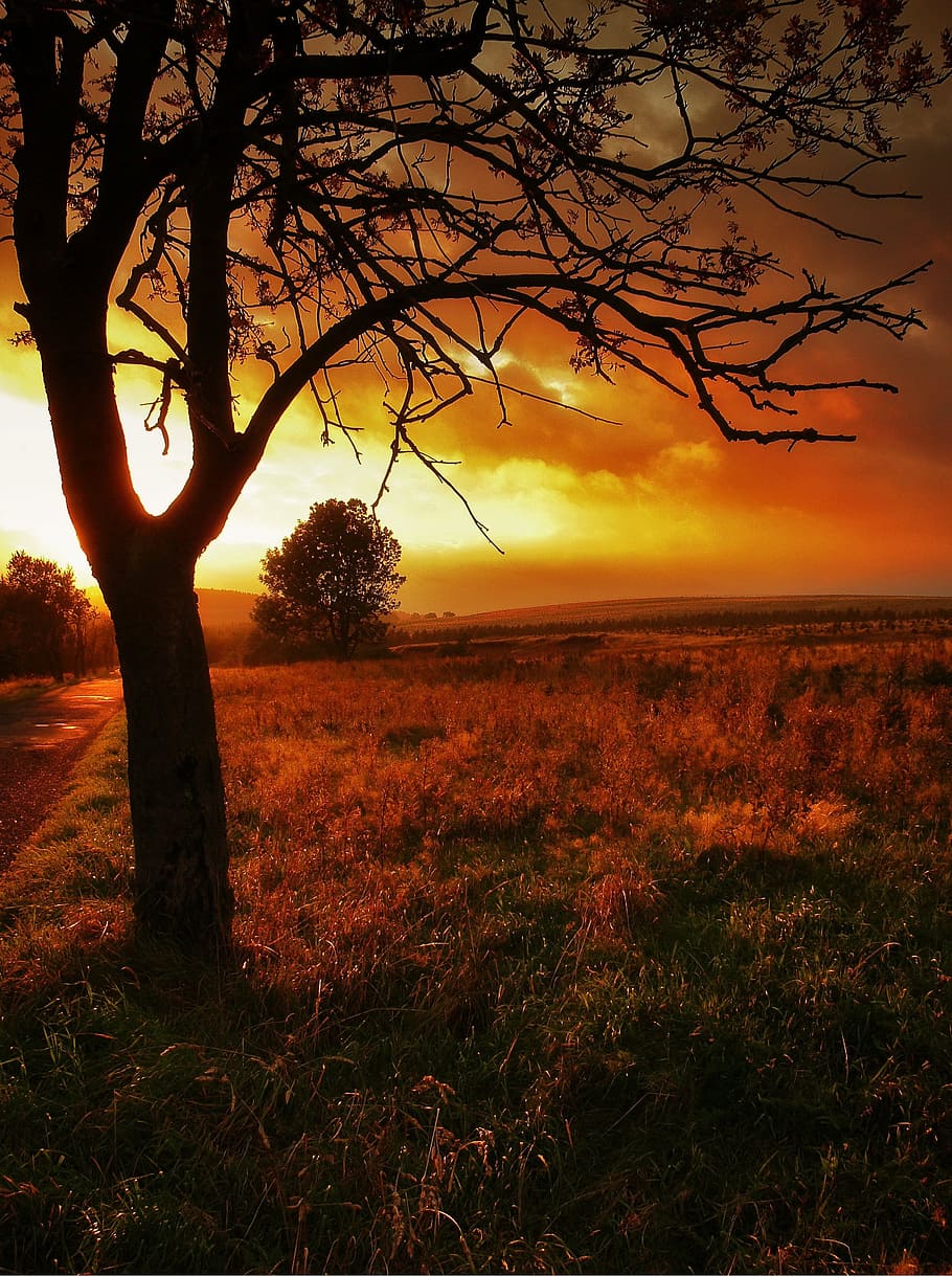 Sunset, Tree, Scenery, West, Nature, landscape, twilight, peace HD wallpaper