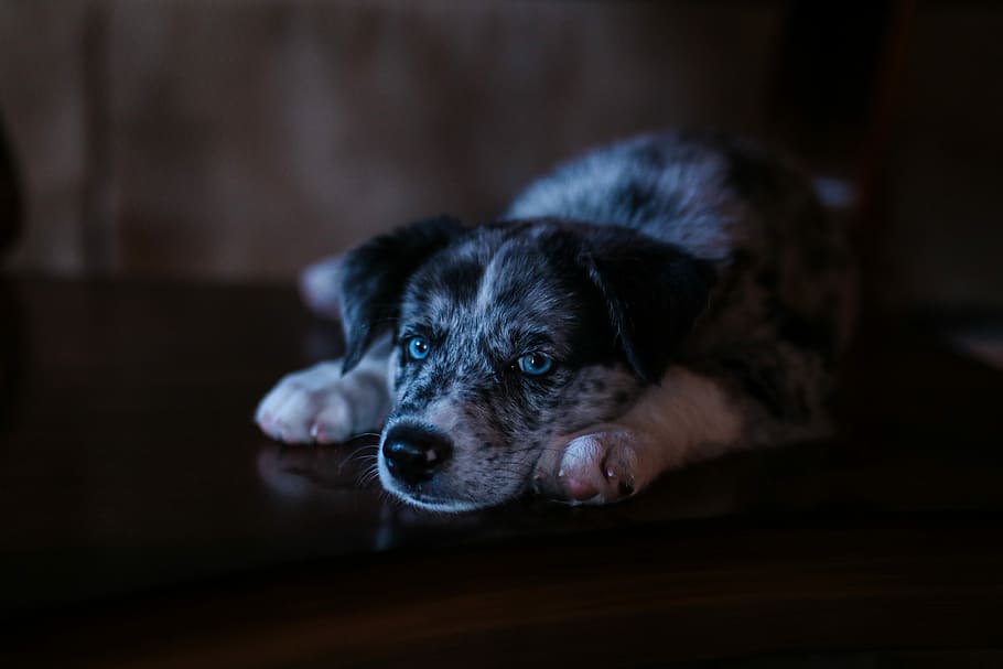 selective focus photo of white and black puppy lying on floor, puppy lying on floor HD wallpaper