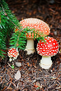 fly, cap, colorful, danger, fall, forest, fungi, fungus, mushroom HD wallpaper