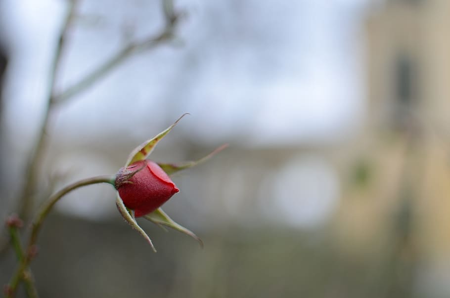 selective focus photography of red rose bud, blossom, bloom HD wallpaper