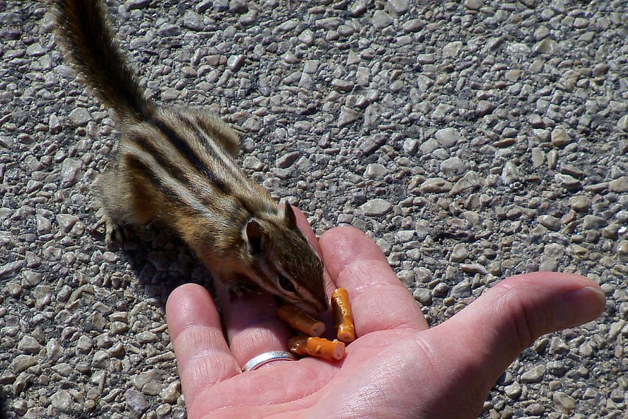 Chipmunk, Tame, Feed, Cute, Rodent, nature, mammal, small, wildlife HD wallpaper
