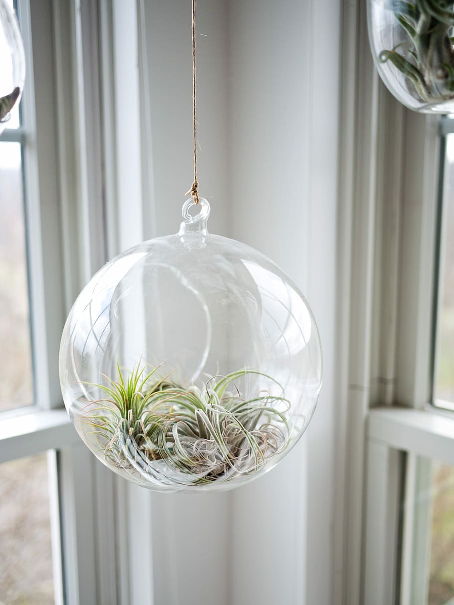 shallow focus photography of clear glass hanging terrarium, untitled