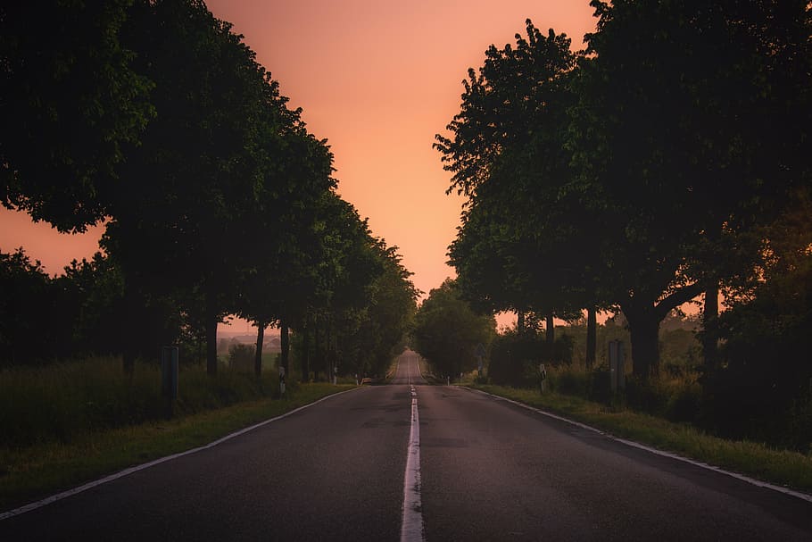 photography of road and trees, green, near, grass, plant, nature HD wallpaper