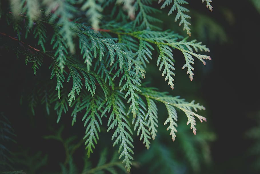 selective focus of green leafed trees, plant, close, photo HD wallpaper