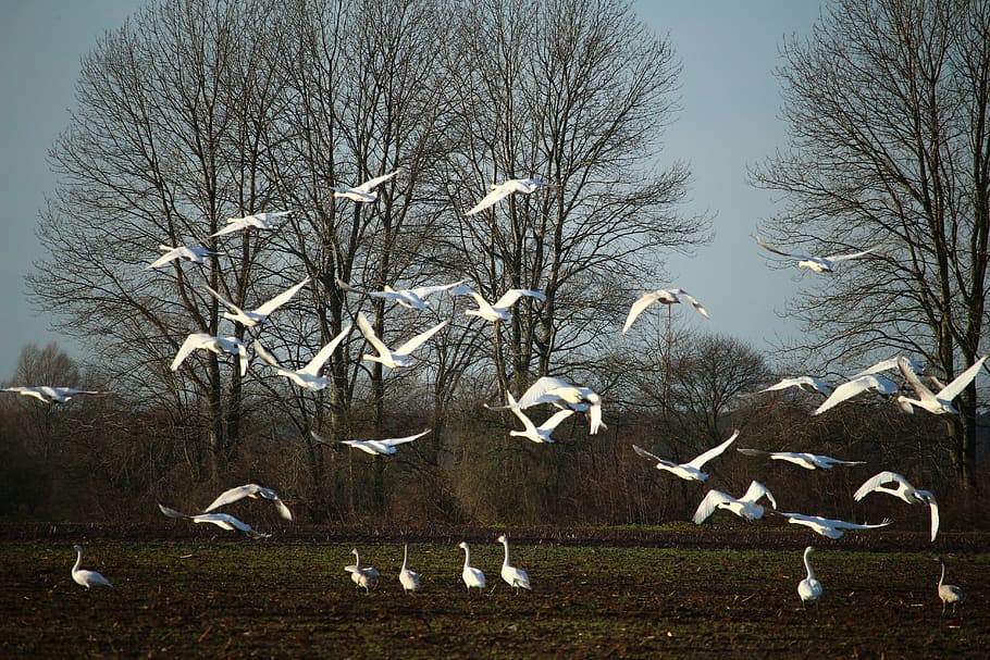 swan, whooper swan, flock of birds, flight, migratory bird, HD wallpaper