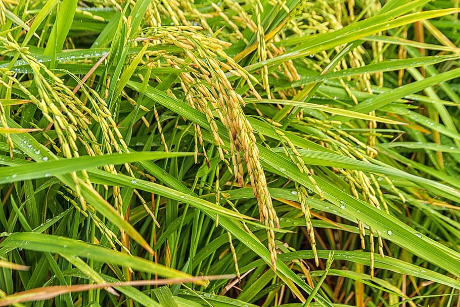 rice, sheaves of rice, nature, peace, leaf, grass, plant, backgrounds, HD wallpaper