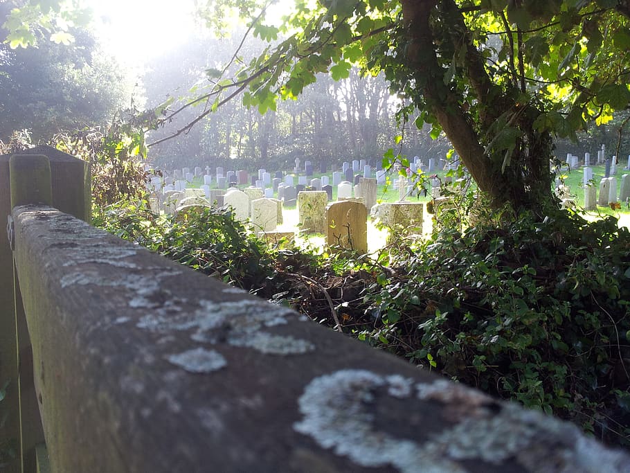 cemetery, lichen, graveyard, tree, plant, nature, day, growth HD wallpaper