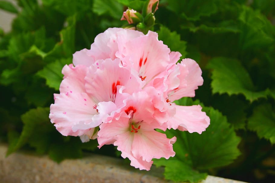 geranium, flowers, plants, flowering plant, petal, fragility HD wallpaper