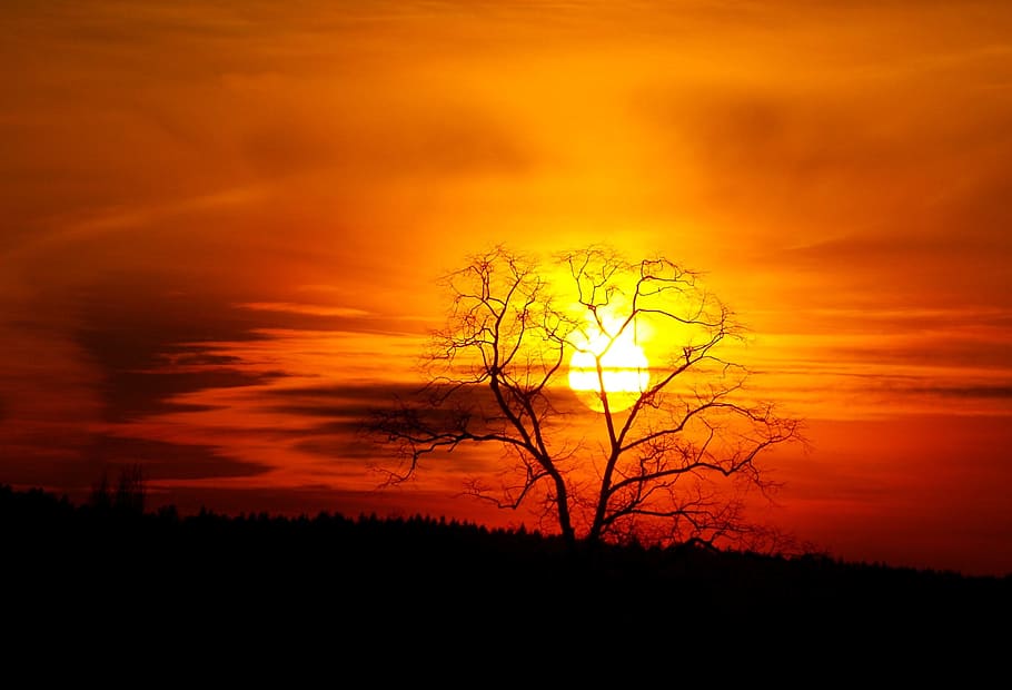 Sunset, Tree, Silhouette, nature, orange color, vibrant color HD wallpaper