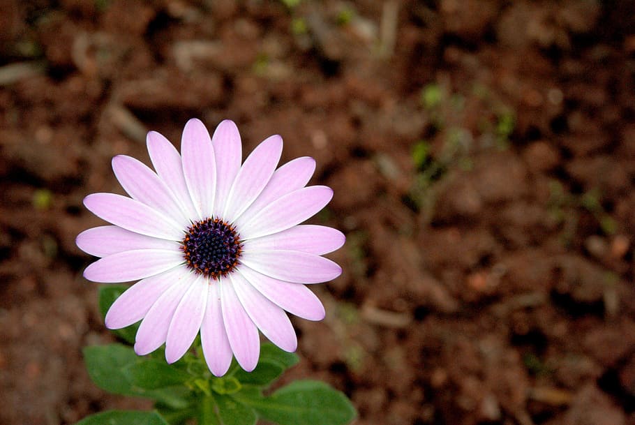 flower, pink, terry, flowering plant, fragility, freshness HD wallpaper