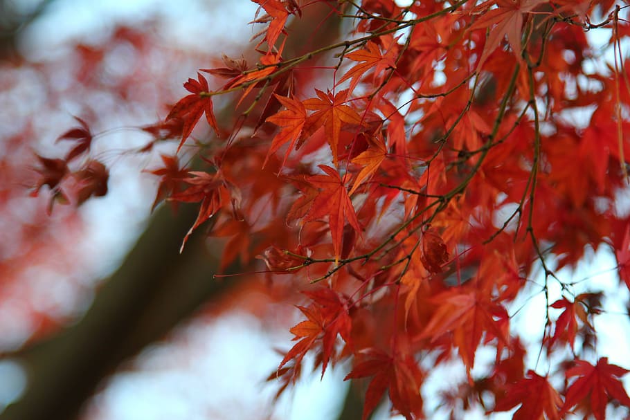 shallow focus photography of red maple leaves, tree, fall, autumn HD wallpaper