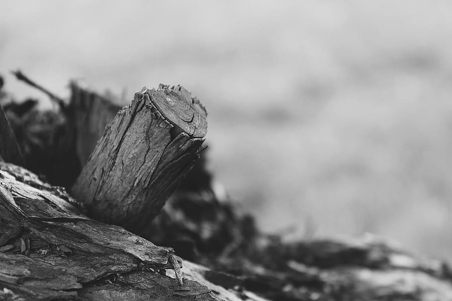 Log, Tree, Wood, Bark, Nature, Tribe, tree bark, structure HD wallpaper