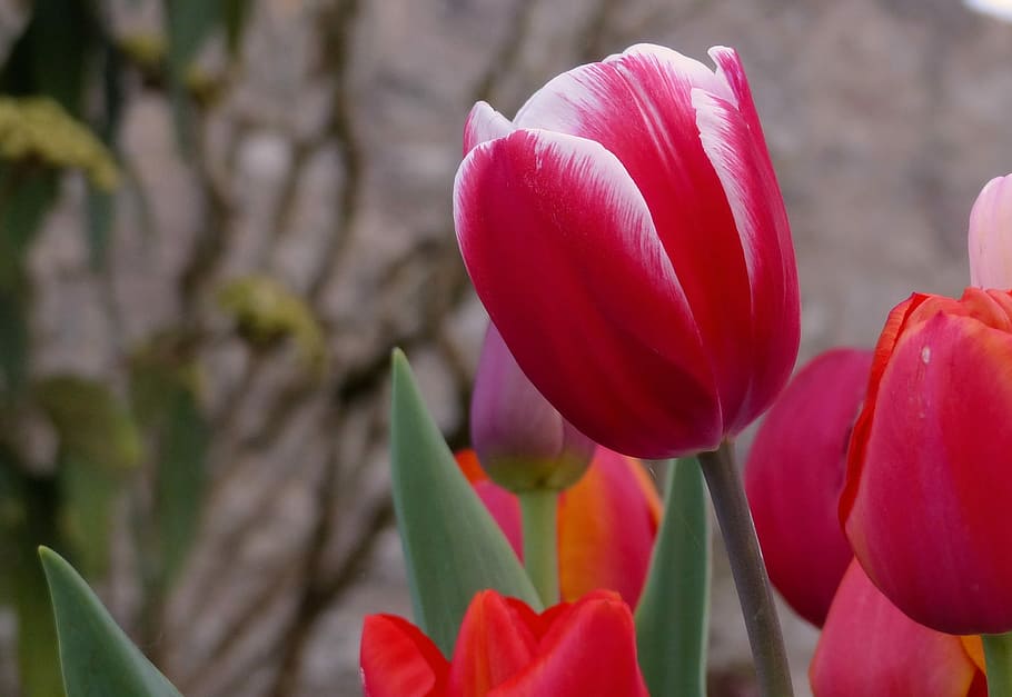 tulip, nature, flower, plant, garden, close up, spring, flowering plant HD wallpaper